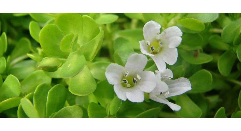 Benefits Of Using Brahmi