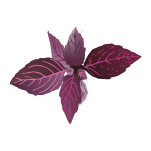 Coleus