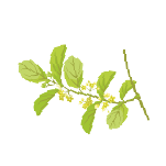 Gymnema Sylvestre